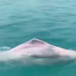 Nije optička varka: Ružičasti delfini zaista postoje, a boja nije posledica pigmenta (VIDEO)