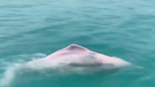 Nije optička varka: Ružičasti delfini zaista postoje, a boja nije posledica pigmenta (VIDEO)