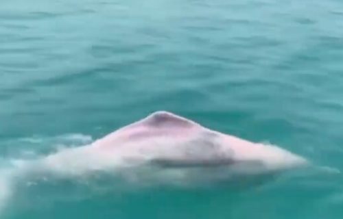 Nije optička varka: Ružičasti delfini zaista postoje, a boja nije posledica pigmenta (VIDEO)
