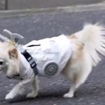Psi u Japanu, leto provode u "klimatizovanim" prslucima, nalik odeći građevinskih radnika (VIDEO)
