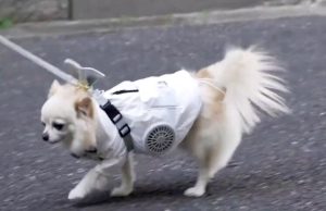 Psi u Japanu, leto provode u “klimatizovanim” prslucima, nalik odeći građevinskih radnika (VIDEO)