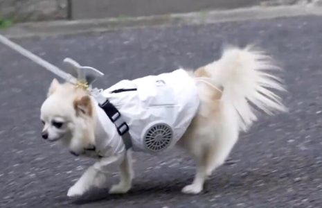 Psi u Japanu, leto provode u “klimatizovanim” prslucima, nalik odeći građevinskih radnika (VIDEO)