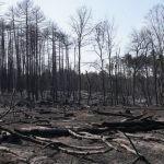 Mirno u Deliblatskoj peščari, ali vetar sve jači: Vatrogasci ne napuštaju teren, za 12 sati čak 149 gašenja