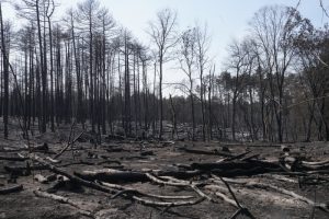 Mirno u Deliblatskoj peščari, ali vetar sve jači: Vatrogasci ne napuštaju teren, za 12 sati čak 149 gašenja