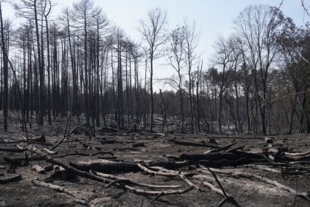 Mirno u Deliblatskoj peščari, ali vetar sve jači: Vatrogasci ne napuštaju teren, za 12 sati čak 149 gašenja