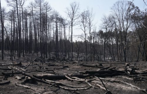 Mirno u Deliblatskoj peščari, ali vetar sve jači: Vatrogasci ne napuštaju teren, za 12 sati čak 149 gašenja