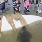 Drama na dalekom istoku Rusije: Pogledajte kako je spasena nasukana porodica beluga (VIDEO)