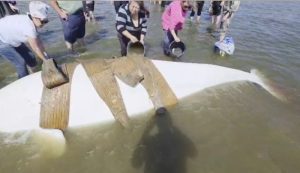 Drama na dalekom istoku Rusije: Pogledajte kako je spasena nasukana porodica beluga (VIDEO)