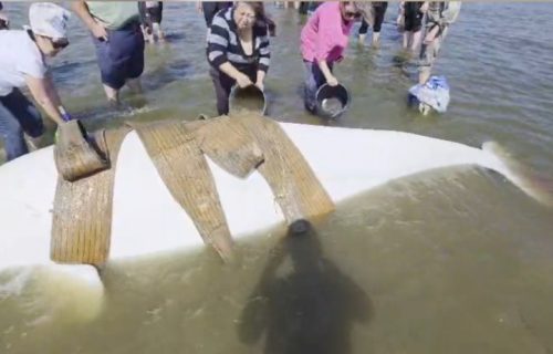 Drama na dalekom istoku Rusije: Pogledajte kako je spasena nasukana porodica beluga (VIDEO)