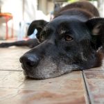 Eutanazija psa i teška dilema: Da li je zaista važno da u poslednjem trenutku, bude uz svoju porodicu