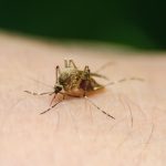 Groznica Zapadnog Nila odnela još jedan život u Makedoniji: Sve više obolelih, među njima i mladi