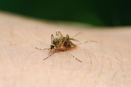 Groznica Zapadnog Nila odnela još jedan život u Makedoniji: Sve više obolelih, među njima i mladi