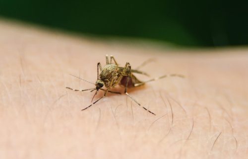 Groznica Zapadnog Nila odnela još jedan život u Makedoniji: Sve više obolelih, među njima i mladi