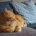 Smeta li uključena klima mačkama u kući? Evo šta kažu veterinari