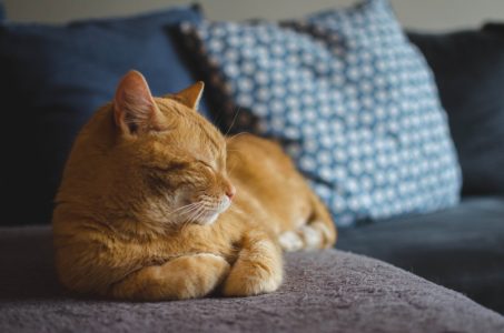Smeta li uključena klima mačkama u kući? Evo šta kažu veterinari