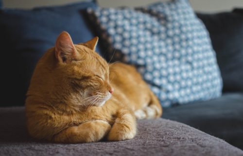 Smeta li uključena klima mačkama u kući? Evo šta kažu veterinari