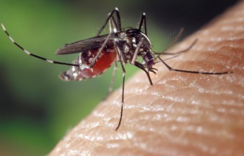 Registrovani prvi slučajevi groznice zapadnog Nila, potreban oprez