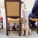 Zašto vas pas netremice gleda, dok jedete: Razlog nije samo hrana, koju očekuje da dobije