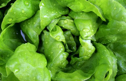 Naučnici genetski modifikovali salatu, sada proizvodi protein karakterističan za meso