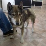 Odani pas odbranio gazdu od medveda: Bacio se na zver bez oklevanja i zadobio teške povrede (FOTO)