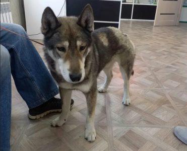 Odani pas odbranio gazdu od medveda: Bacio se na zver bez oklevanja i zadobio teške povrede (FOTO)