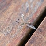 Stručnjaci upozorili građane: Virus Zapadnog Nila potvrđen na pet lokacija u Zagrebu