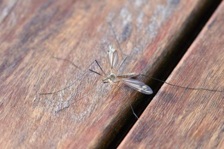 Stručnjaci upozorili građane: Virus Zapadnog Nila potvrđen na pet lokacija u Zagrebu