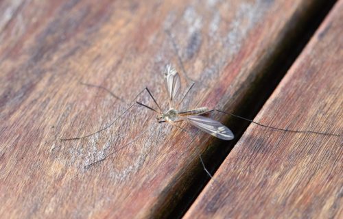Stručnjaci upozorili građane: Virus Zapadnog Nila potvrđen na pet lokacija u Zagrebu