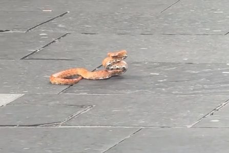 Unezverena zmija kidiše na prolaznike u centru grada: Iza bizarnog snimka krije se tužna priča
