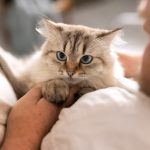 Mačka često trese glavom: Ovo su uzroci koji mogu da ukažu na zdravstveni problem