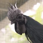 Čudo u Subotici: Petar gaji "lamborgini" koke vredne 2.500 evra i petlove koji padaju u nesvest (VIDEO)