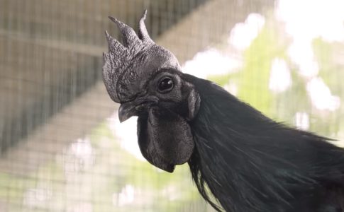 Čudo u Subotici: Petar gaji “lamborgini” koke vredne 2.500 evra i petlove koji padaju u nesvest (VIDEO)