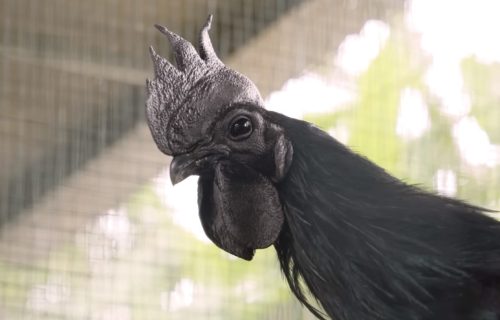 Čudo u Subotici: Petar gaji "lamborgini" koke vredne 2.500 evra i petlove koji padaju u nesvest (VIDEO)