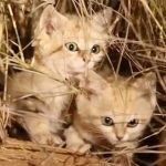 Najređa mačka na svetu: Peščana mačka, iznenada pred objektivom (VIDEO)