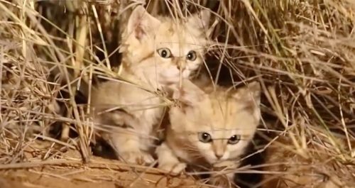 Najređa mačka na svetu: Peščana mačka, iznenada pred objektivom (VIDEO)