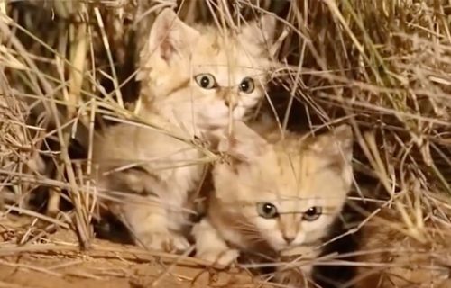 Najređa mačka na svetu: Peščana mačka, iznenada pred objektivom (VIDEO)