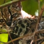 Otkrivena nova vrsta mačke posle više od 100 godina: Liči na majušnog tigra i ljudi su oduševljeni (FOTO)
