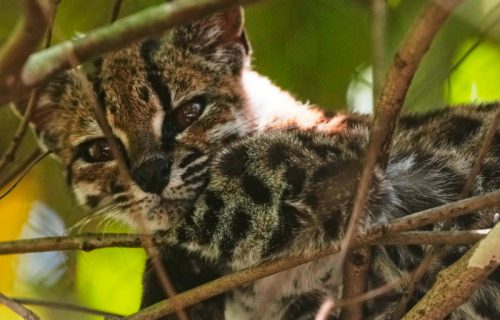 Otkrivena nova vrsta mačke posle više od 100 godina: Liči na majušnog tigra i ljudi su oduševljeni (FOTO)