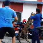 Ranjena zver iskočila iz kaveza na šumara: Krenula borba na život i smrt, jedva izbegli tragediju (VIDEO)