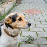 Da li udomljeni psi vole jače? Odgovor nije tako jednostavan, kao što se čini
