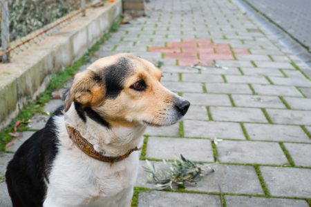 Da li udomljeni psi vole jače? Odgovor nije tako jednostavan, kao što se čini