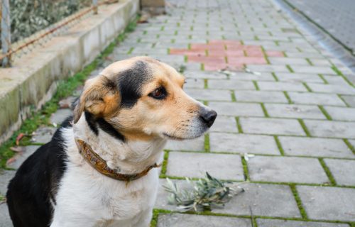 Da li udomljeni psi vole jače? Odgovor nije tako jednostavan, kao što se čini