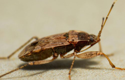 Krenula masovna najezda smrdibuba: Pogoduju im tropske temperature, koristite ovo sredstvo protiv njih