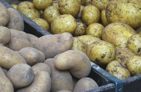 Šta će biti sa cenama krompira u Srbiji? Evropa ima ozbiljan problem, evo da li nam preti nestašica