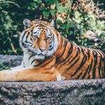 Hitno evakuisan zoo vrt: Posetilac uskočio u kavez sa tigrovima, čuli se pucnji, aktiviran i helikopter