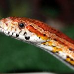 Želite zmiju za kućnog ljubimca? Ovih pet vrsta su najbolji izbor