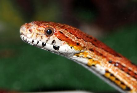 Želite zmiju za kućnog ljubimca? Ovih pet vrsta su najbolji izbor