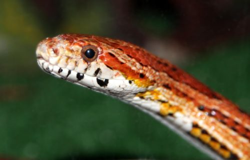 Želite zmiju za kućnog ljubimca? Ovih pet vrsta su najbolji izbor