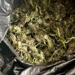 Hapšenje u Čačku: Privedena dvojica osumnjičenih kod kojih je pronađena droga i kreatin