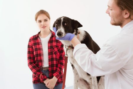 Ljubimac paniči čim stignete kod veterinara? Evo kako da mu ublažite strah